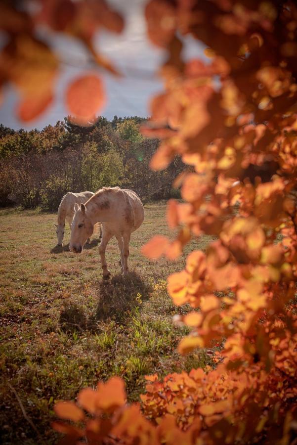 Sežana Tmbin'S Barn - Nature, Horses, Family מראה חיצוני תמונה