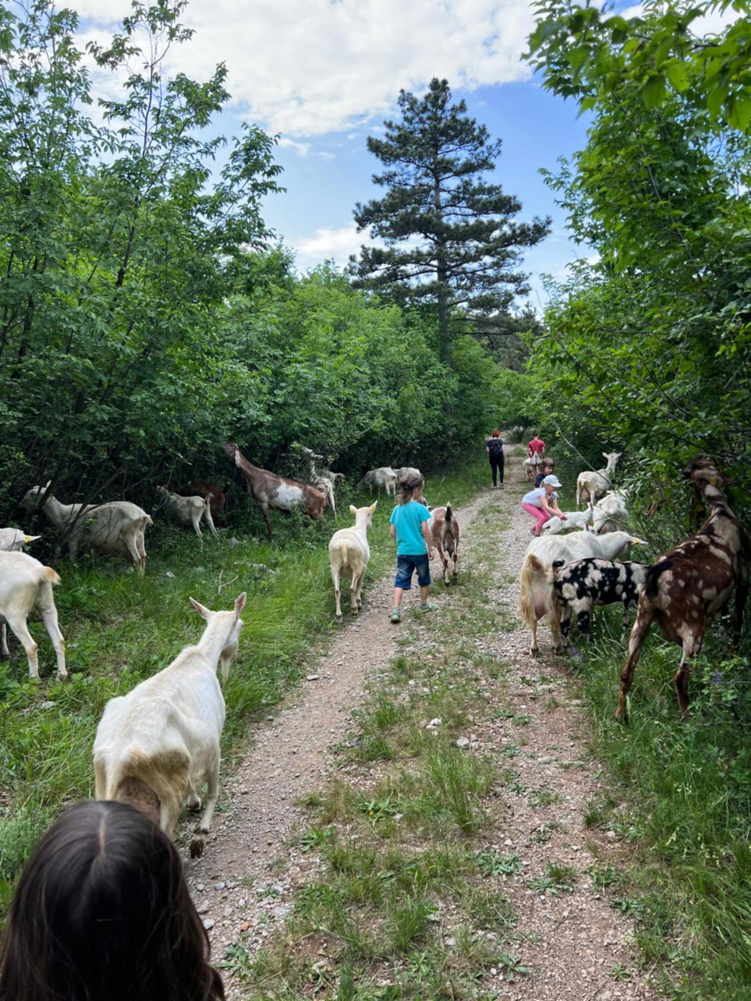 Sežana Tmbin'S Barn - Nature, Horses, Family מראה חיצוני תמונה